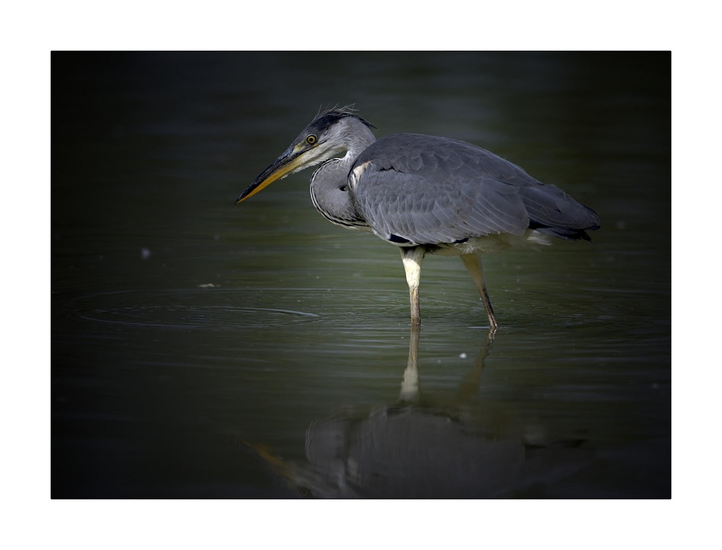 Heron....