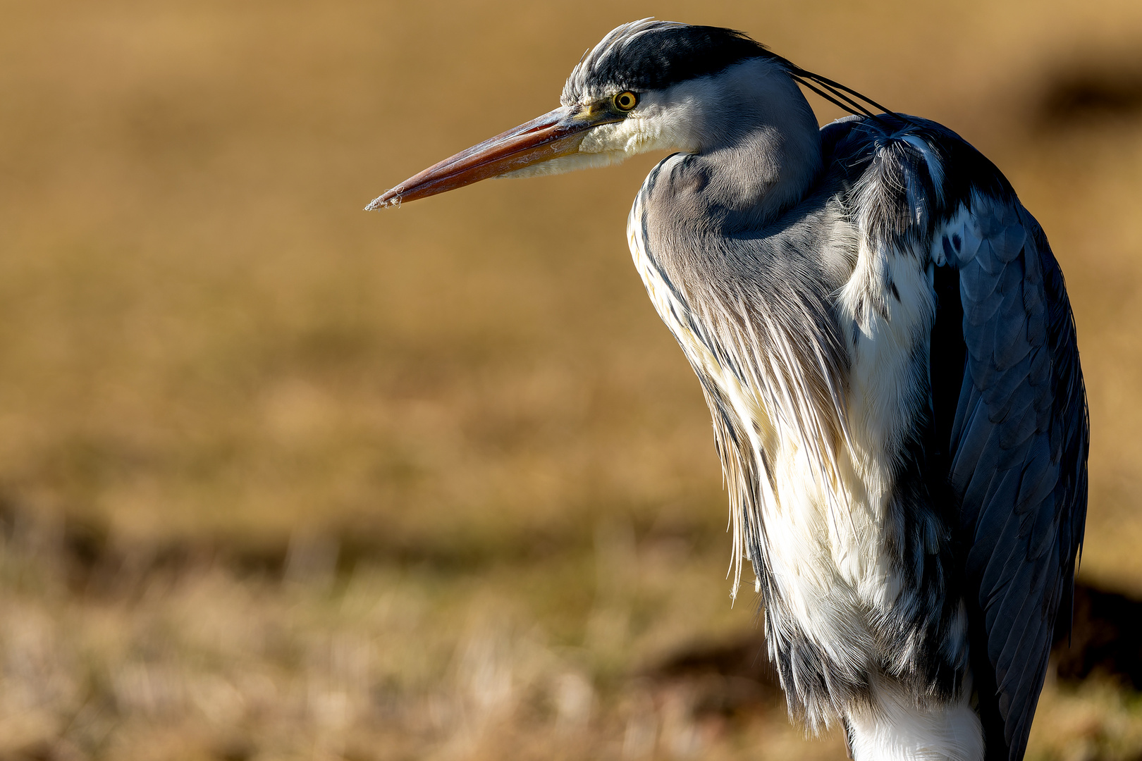 Heron Foto & Bild | tiere, wildlife, wild lebende vögel Bilder auf ...