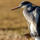 Heron