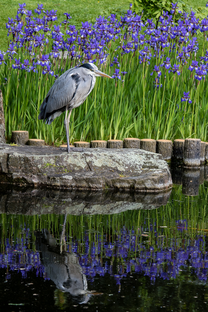 Heron