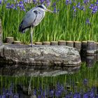 Heron