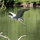 Heron