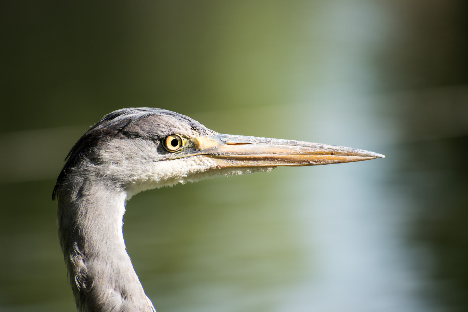 heron