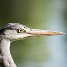 heron