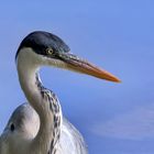 Heron