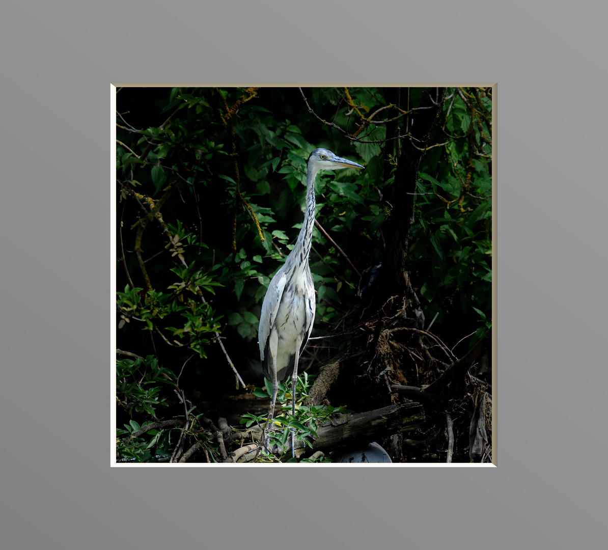 Heron