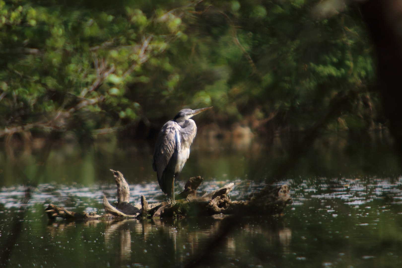 heron