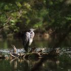 heron