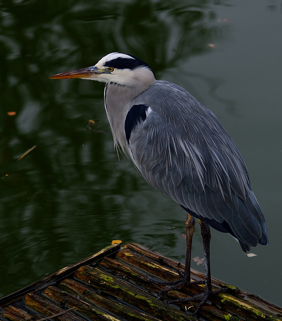 Heron