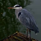 Heron