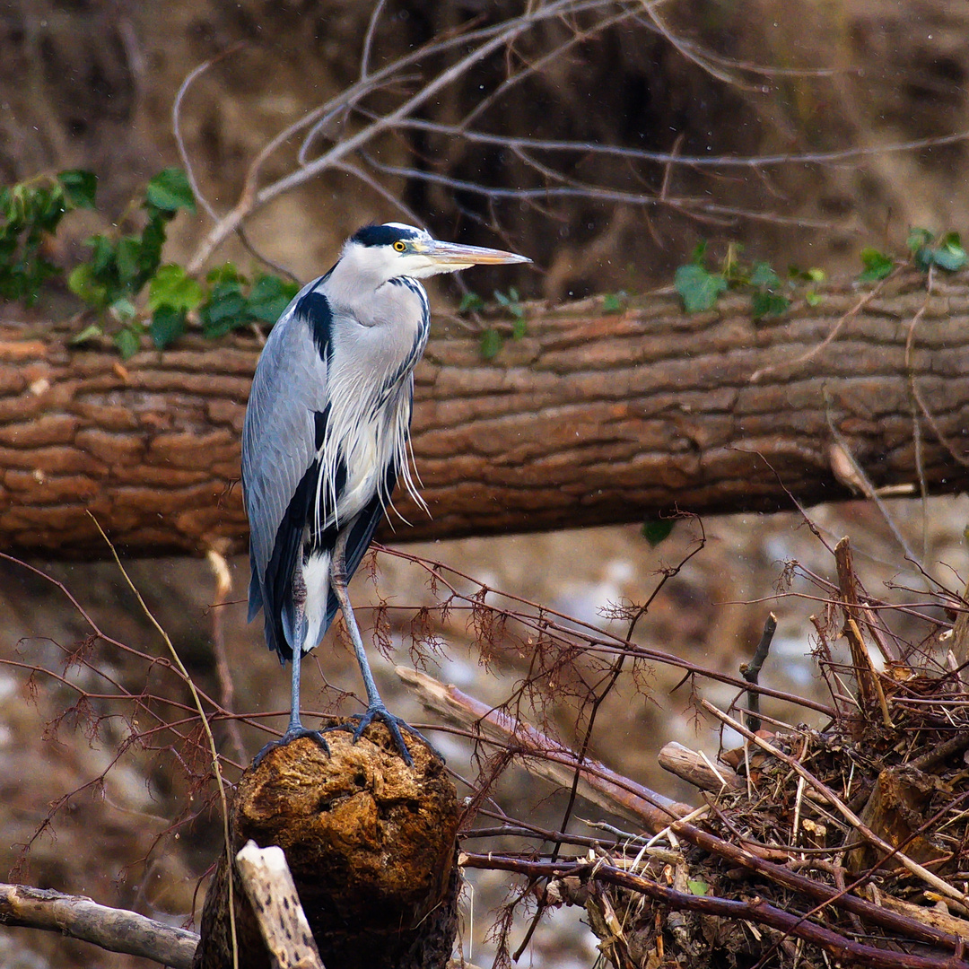 heron