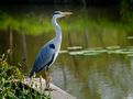 HERON de Fons van Swaal