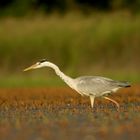 heron a la chasse