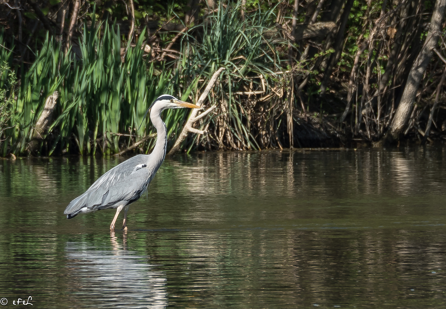 Héron à la pêche ! 