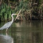 Héron à la pêche ! 