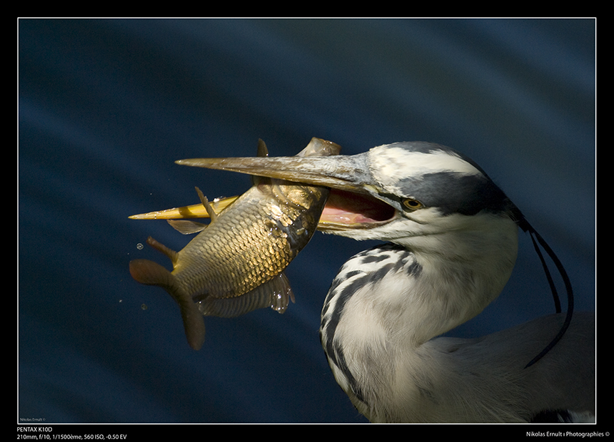 Héron à la pêche