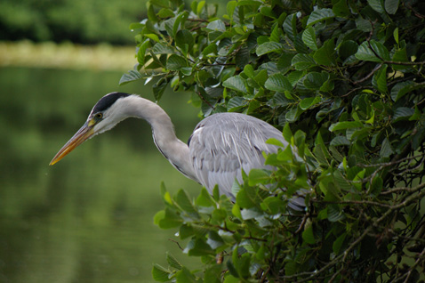 heron à l'affut