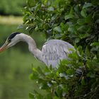 heron à l'affut