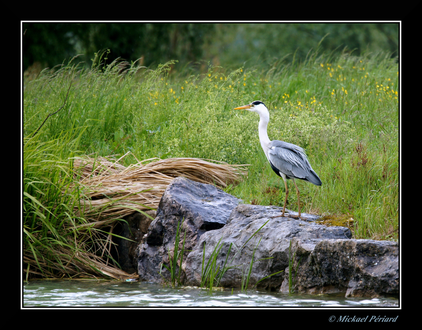 Heron