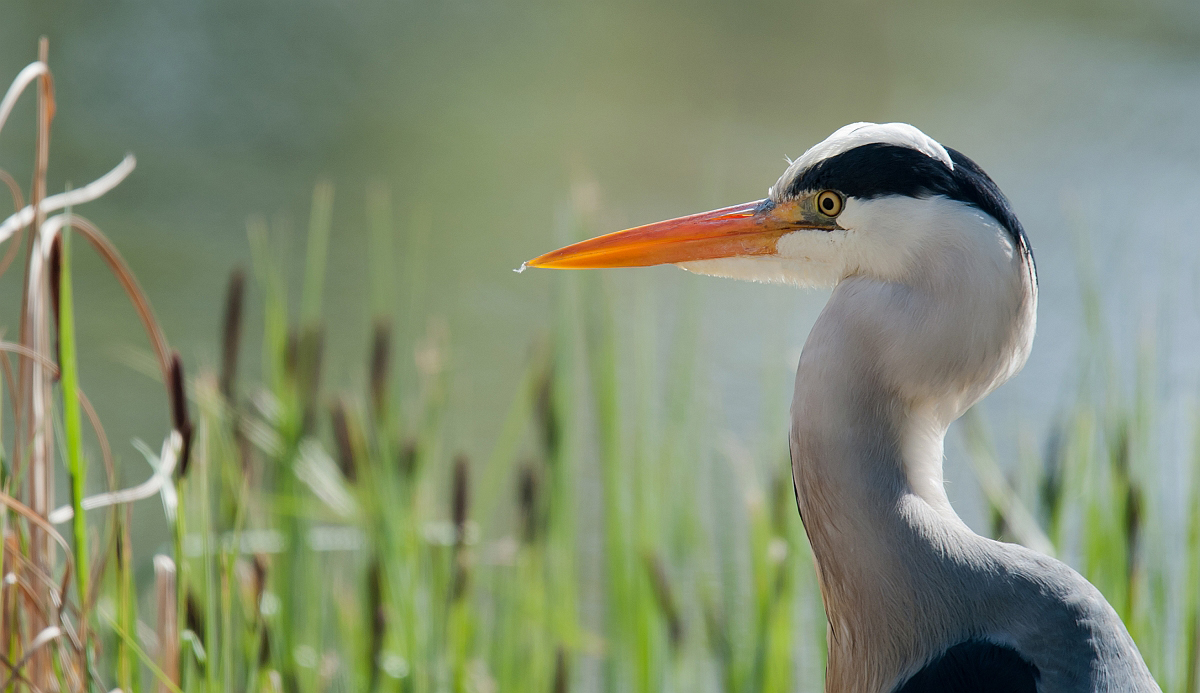 Heron