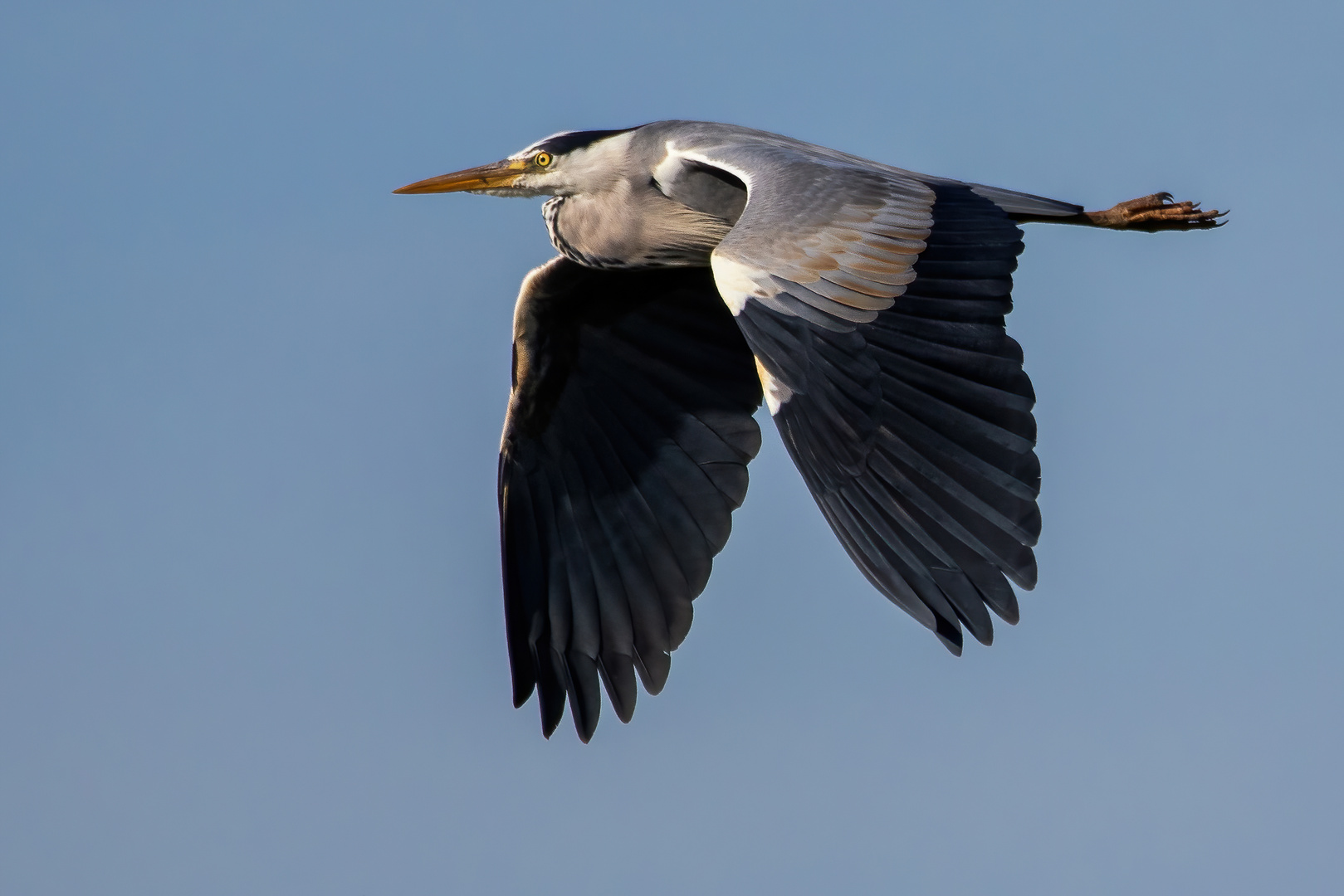 HERON AIRLINES