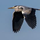 HERON AIRLINES