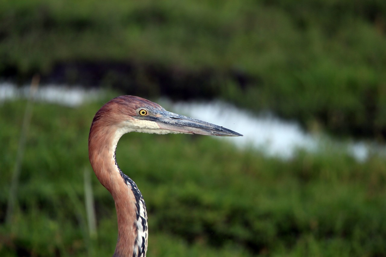Heron - Amboseli - Kenya