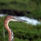 Heron - Amboseli - Kenya