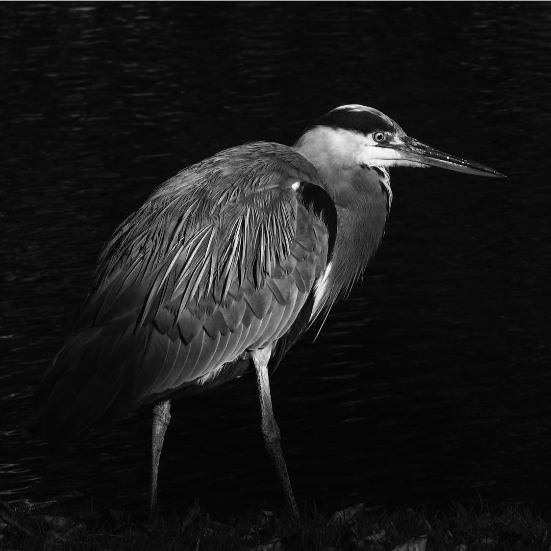 Heron Amsterdam_BW