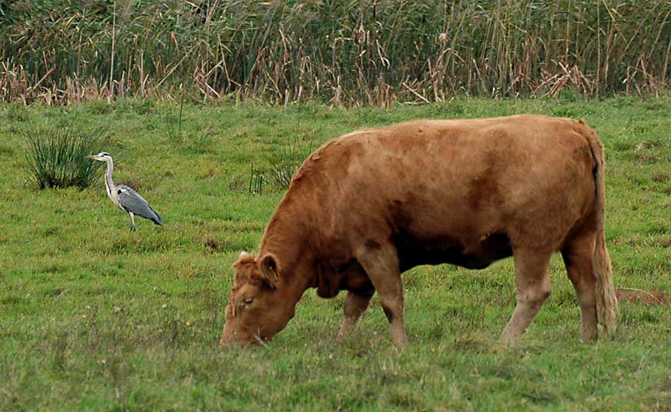 Heron and cow