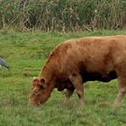 Heron and cow