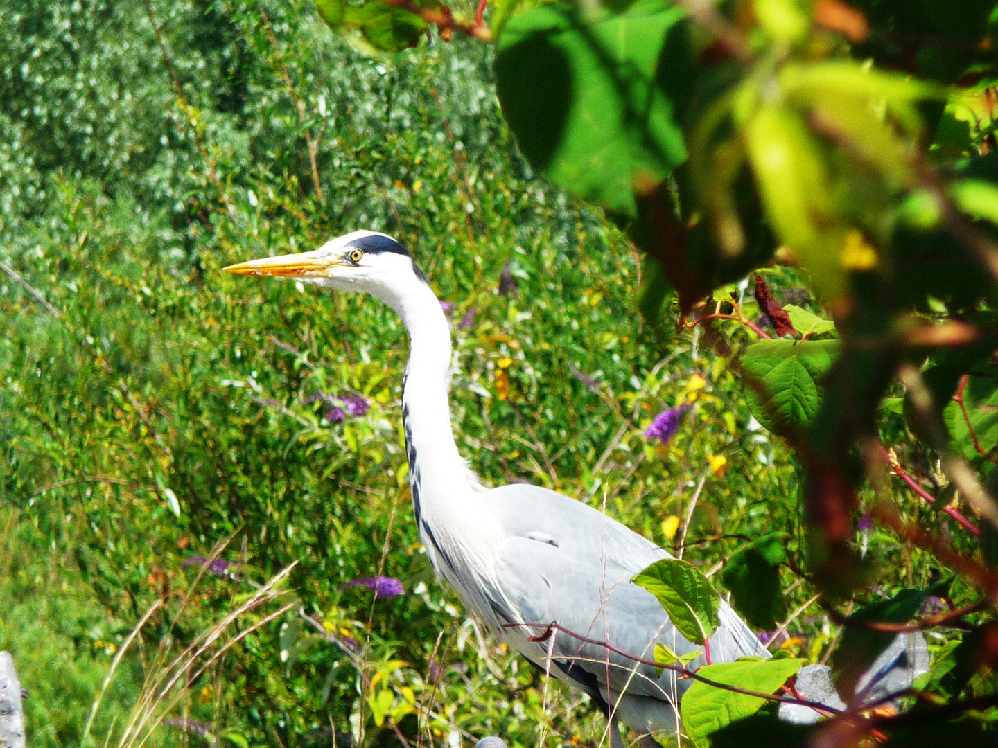 Heron and the beautiful day