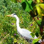 Heron and the beautiful day