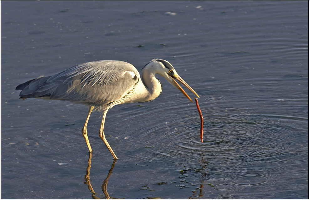 Heron and Worm