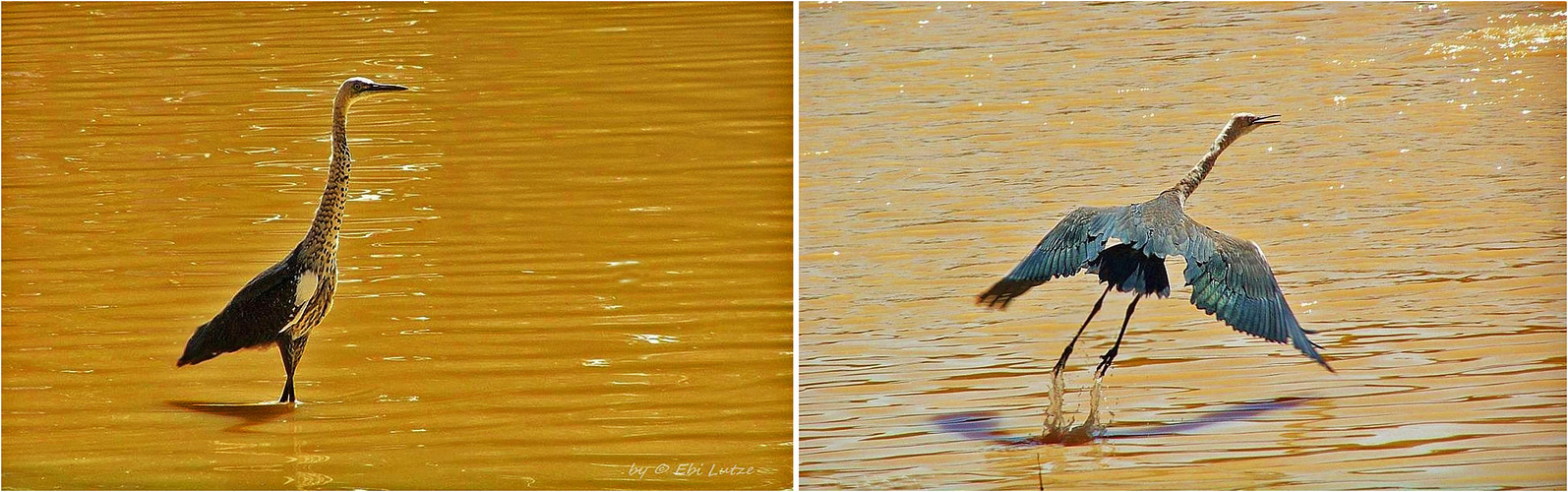 * Heron at Coopers Creek *