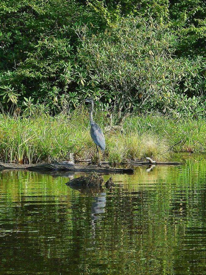 Heron at Price Lake