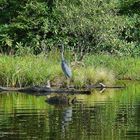 Heron at Price Lake