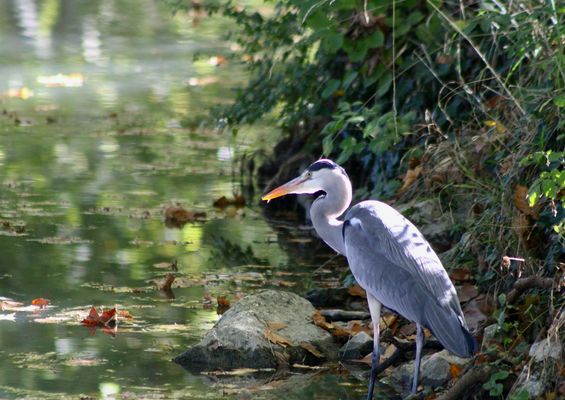 ... Héron au bord du canal - à Dole !!!...