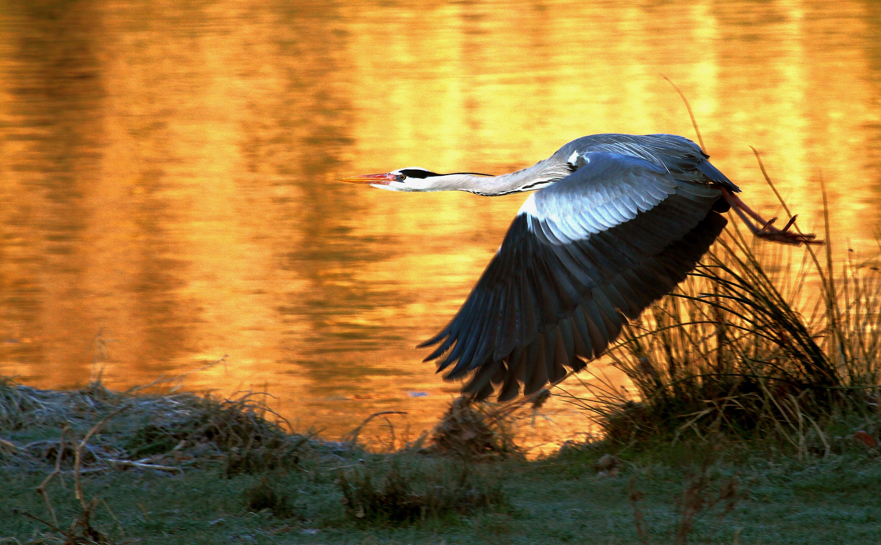 Heron au lever du soleil