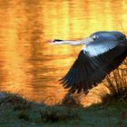 Heron au lever du soleil