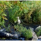 Héron au parc des rapides à Lachine