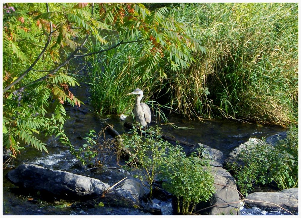 Héron au parc des rapides à Lachine