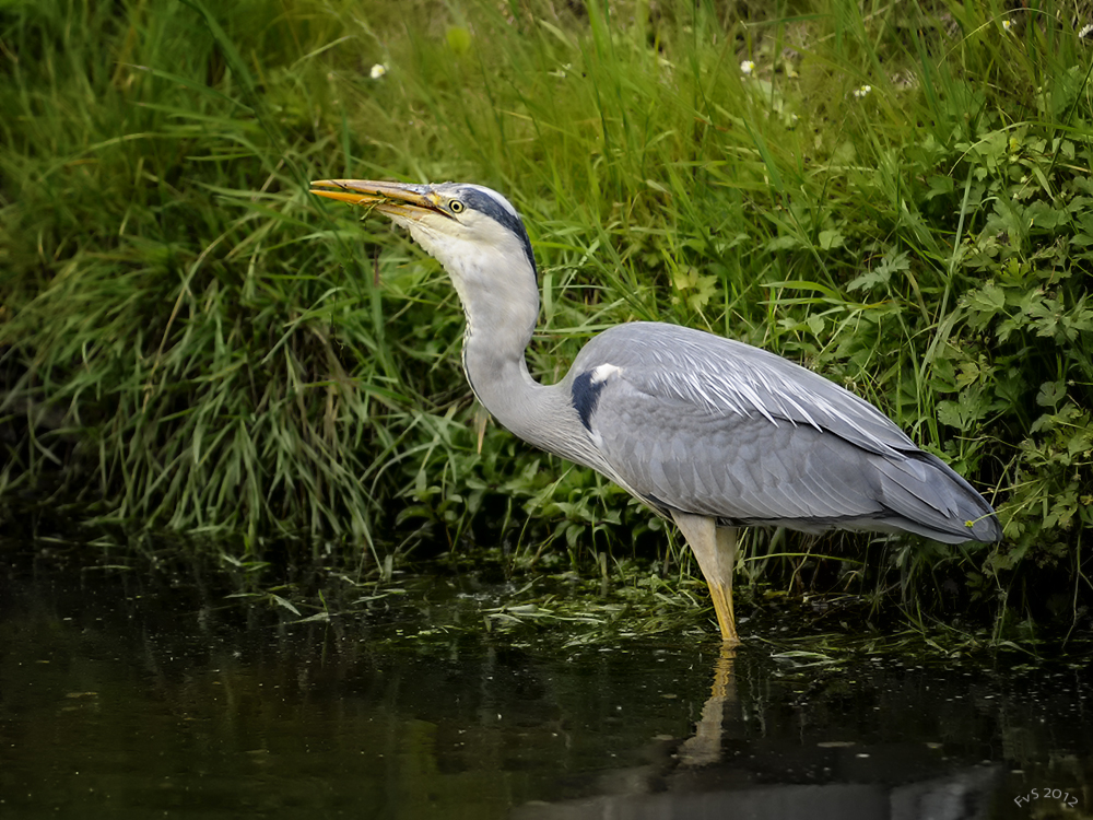 HERON