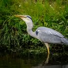 HERON