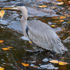 Heron