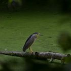 HERON BIHOREAU