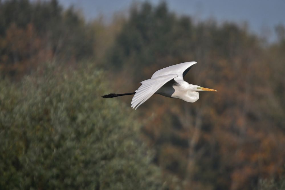 heron blanc