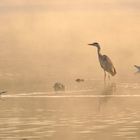 Heron brumeux