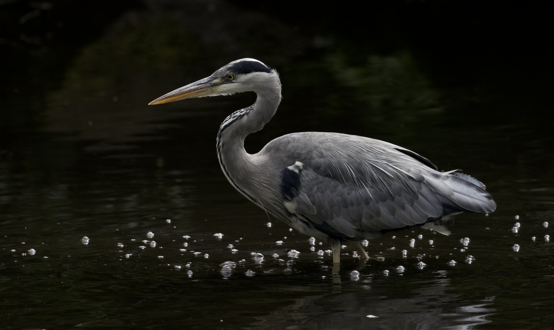 Heron by Night