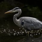 Heron by Night